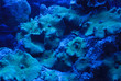 Corail Discosoma