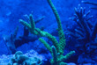 Corail Acropora