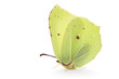 Bimstone butterfly Bimstone butterfly