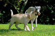 Whippet und Labrador spielen zusammen Whippet und Labrador spielen zusammen