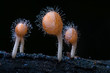 mushroom with black background.