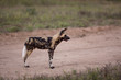 Wild dogs in South Africa