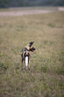 Wild dogs in South Africa