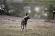 Wild dogs in South Africa