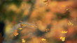 falling leaves 03 - looped and masked