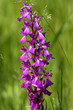 Orchis des marais