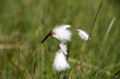 Linaigrette
