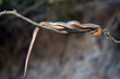 Schlange Madagaskar Schlange Madagaskar