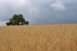 Kornfeld