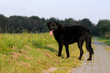 Schwarzer Hund