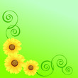Three sunflowers and swirls on a green background