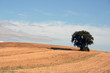 ALBERO