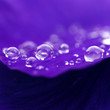 Wellness Entspannung | Pflanze mit Wassertropfen