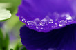 Wellness Spa | Pflanze mit Wassertropfen