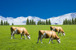 Alpenkühe