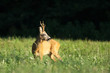 Reh, Roe deer, Capreolus capreolus