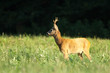 Reh, Roe deer, Capreolus capreolus