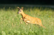 Reh, Roe deer, Capreolus capreolus