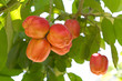 Image : Ackee Fruit On Tree