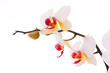 Branch of orchid flowers Branch of orchid flowers