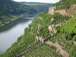 Foto: Weinterrassen an der Mosel Weinterrassen an der Mosel