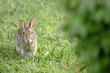 Rabbit sitting in the garden