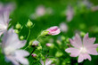 Musk-mallow bud Musk-mallow bud