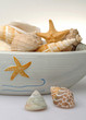 Shells - Conchiglie