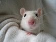 Ratte_5