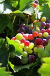 Grappe