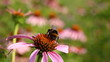 bee and flower