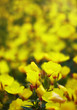 Oenothera