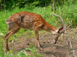 Deer in Net 16