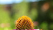 bee and flower