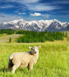 Grazing lamb