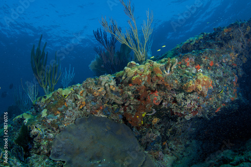 Photo: Sloping Coral Reef Ledge Sloping Coral Reef Ledge