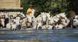 Photo : chevaux camargues à l\'eau et gardian