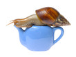 Snail on teapot