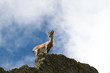 Junger Steinbock