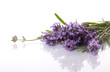 Lavender flowers