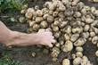 pile of fresh potatoes