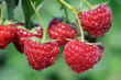 raspberry plantation