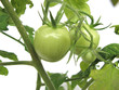 green tomatoes green tomatoes