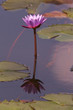 different view of water flower