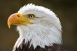 Adler
