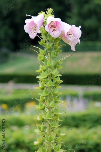 Foto: Fingerhut / foxglove (Digitalis) Fingerhut / foxglove (Digitalis)