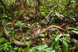 jungle vines