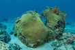 Oddly Shaped Great Star Coral