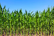green maize field