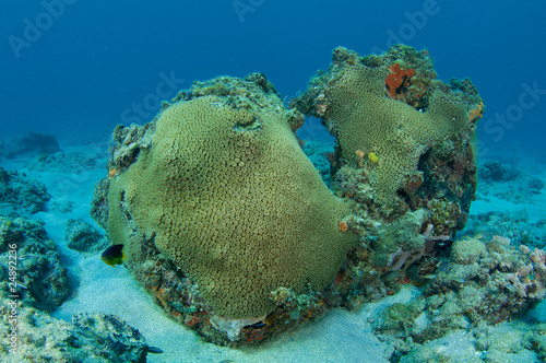 Photo: Oddly Shaped Great Star Coral Oddly Shaped Great Star Coral